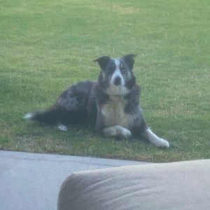 Meet your Posher, Levi